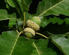 Quercus muehlenbergii