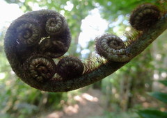 Cyathea