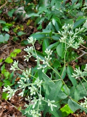 Eupatorium sessilifolium