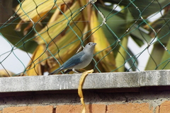Thraupis sayaca