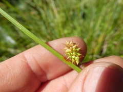 Carex viridula