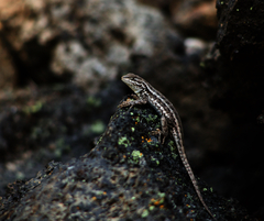 Sceloporus graciosus graciosus