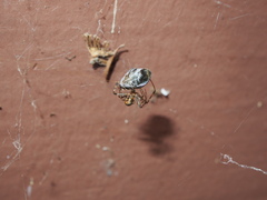 Parasteatoda tepidariorum