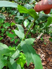 Eupatorium sessilifolium
