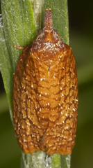 Sparganothis distincta