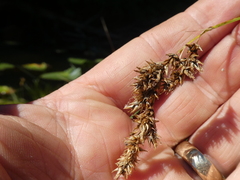 Carex cusickii