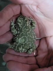 Bufotes viridis viridis