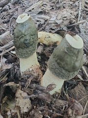 Phallus ravenelii