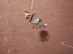 Parasteatoda tepidariorum