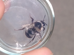 Bombus