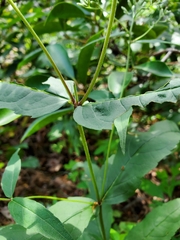 Eupatorium sessilifolium