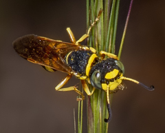 Philanthus