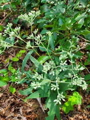 Eupatorium sessilifolium