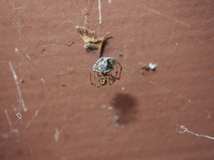 Parasteatoda tepidariorum