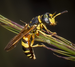 Philanthus