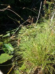 Carex cusickii