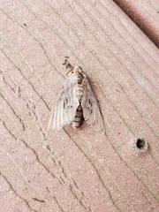 Lapara coniferarum