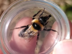 Bombus ruderatus