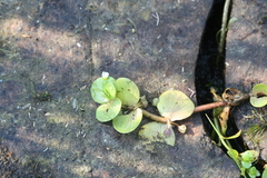 Bacopa rotundifolia
