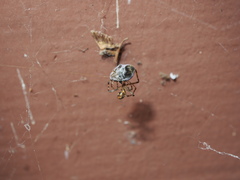 Parasteatoda tepidariorum