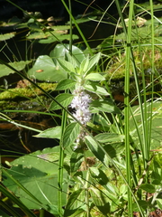 Mentha canadensis