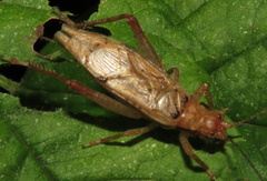 Hapithus saltator