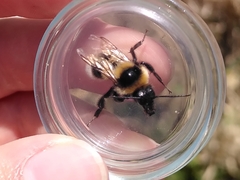 Bombus ruderatus