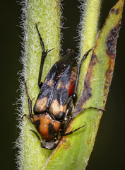 Macrosiagon octomaculata