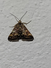 Pyrausta despicata
