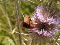 Euclidia glyphica