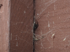 Steatoda nobilis