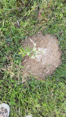 Pseudognaphalium obtusifolium