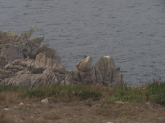 Haematopus ostralegus
