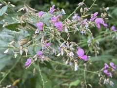 Desmodium paniculatum