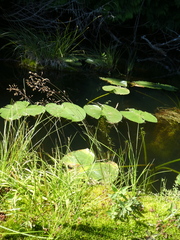 Agrostis oregonensis