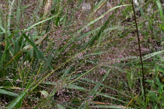 Eragrostis