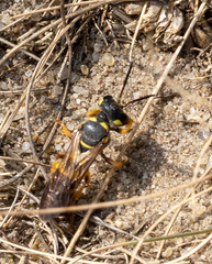 Cerceris arenaria
