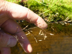 Agrostis oregonensis