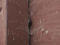 Steatoda nobilis