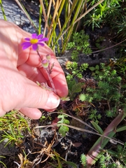 Senecio arenarius