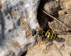 Cerceris arenaria