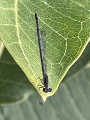 Ischnura