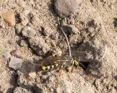 Cerceris arenaria