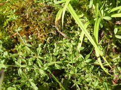 Galium trifidum