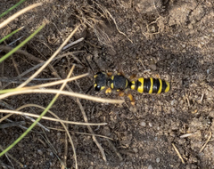 Cerceris arenaria