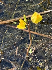 Utricularia macrorhiza