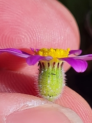 Senecio arenarius