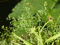 Galium trifidum