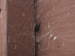 Steatoda nobilis