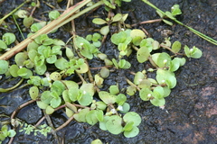 Bacopa rotundifolia